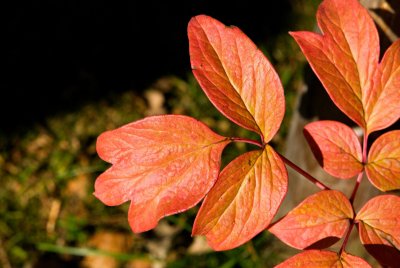 Paeonia suffruticosa - pivoňka keřovitá - list podzim 2